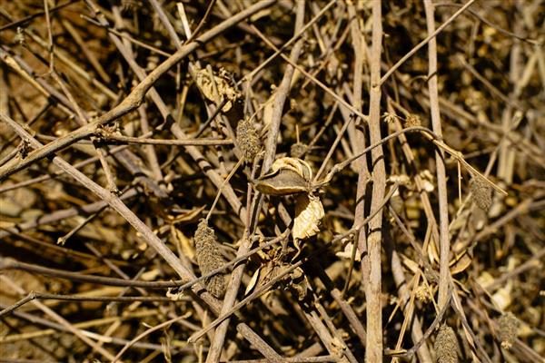 Cotton stalk