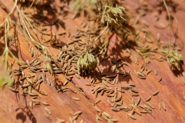 Cumin waste