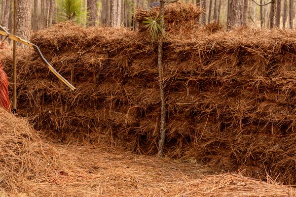 Pine needles