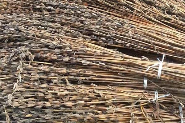 Sesame stalk