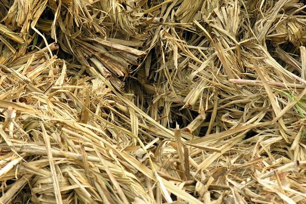 Sugarcane bagasse