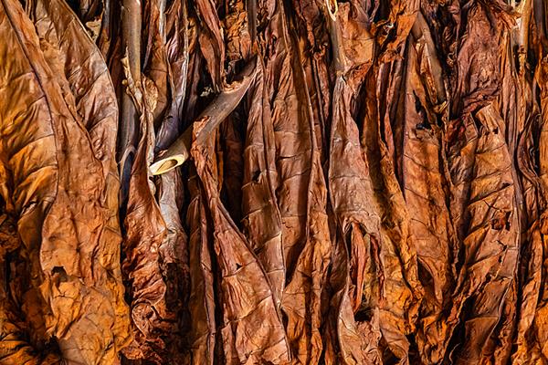 Tobacco leaves